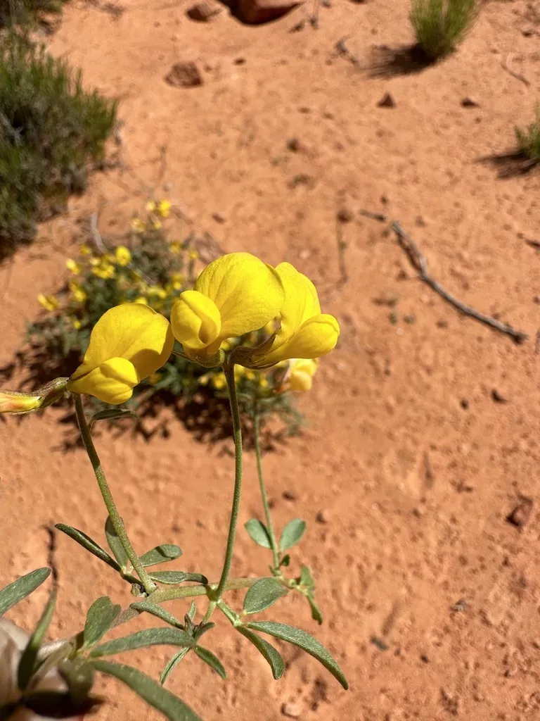 Common Birdsfoot Trefoil