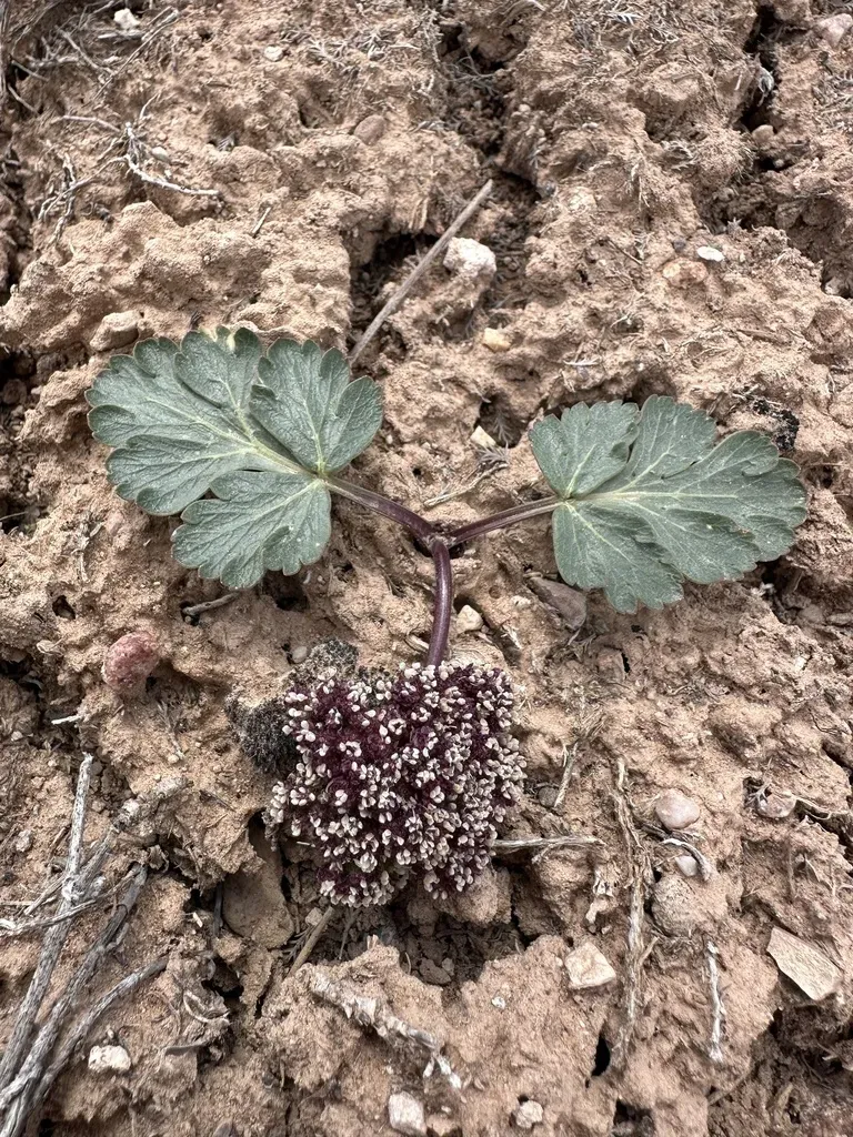 Twoleaf Springparsley