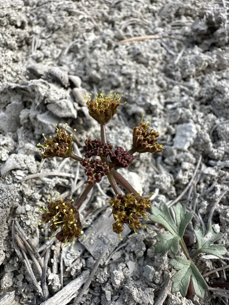 Rose's Springparsley