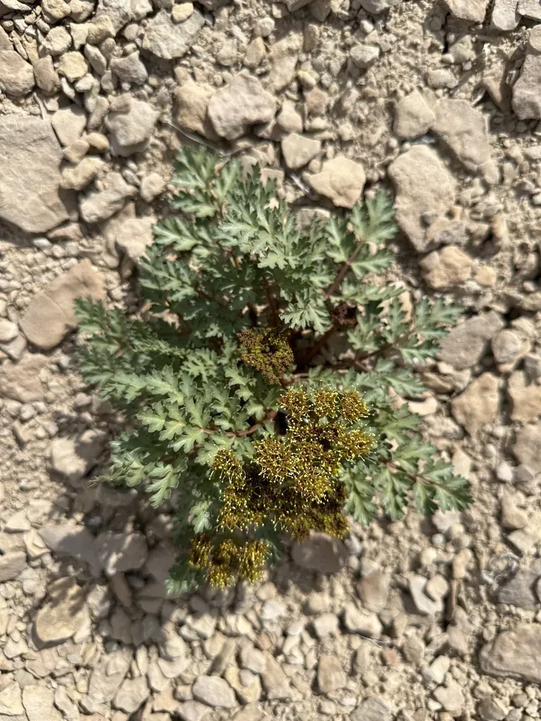 Purple Springparsley