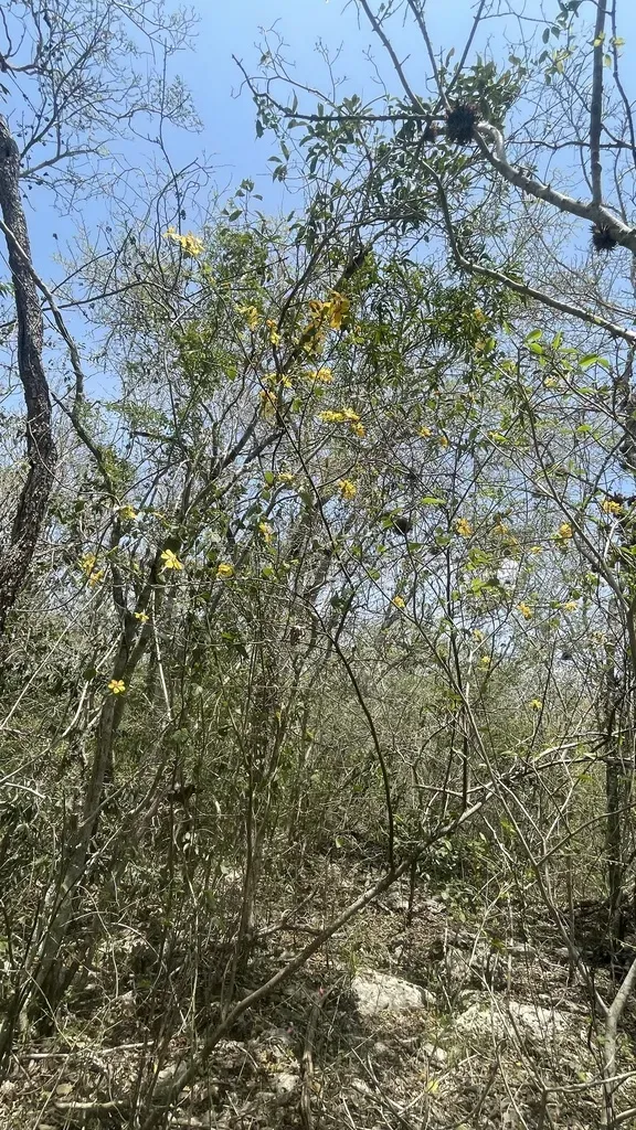 Bakeridesia Huastecana