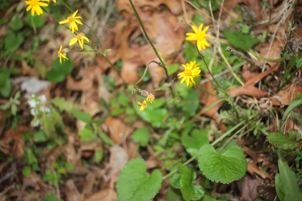 Golden Groundsel