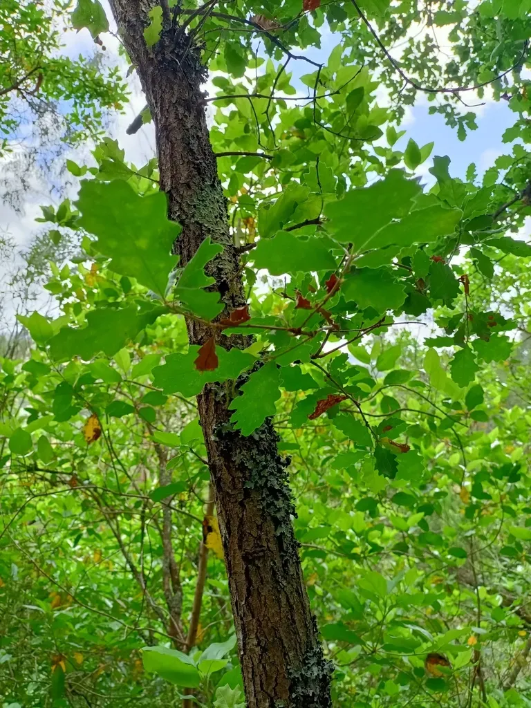 Quercus Estremadurensis