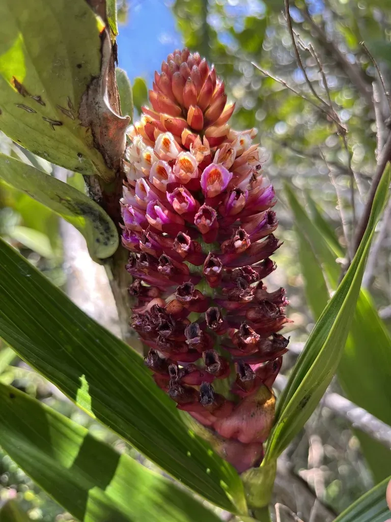 Elleanthus Purpureus