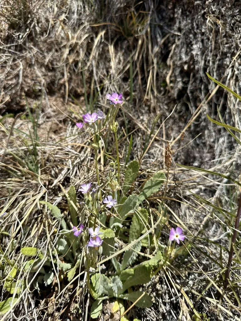 Cave-dwelling Primrose