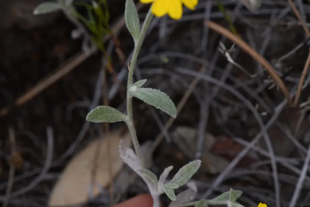Congdon's Woolly Sunflower