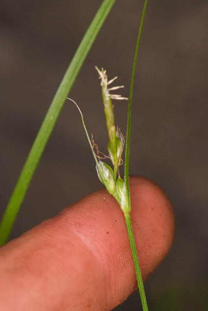 Tompkins' Sedge