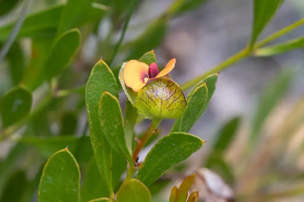 Daviesia Alternifolia