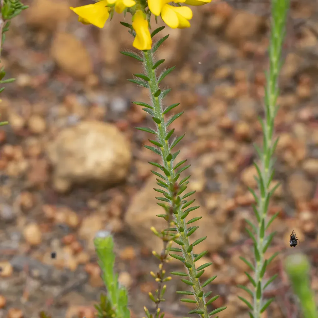 Latrobea Diosmifolia
