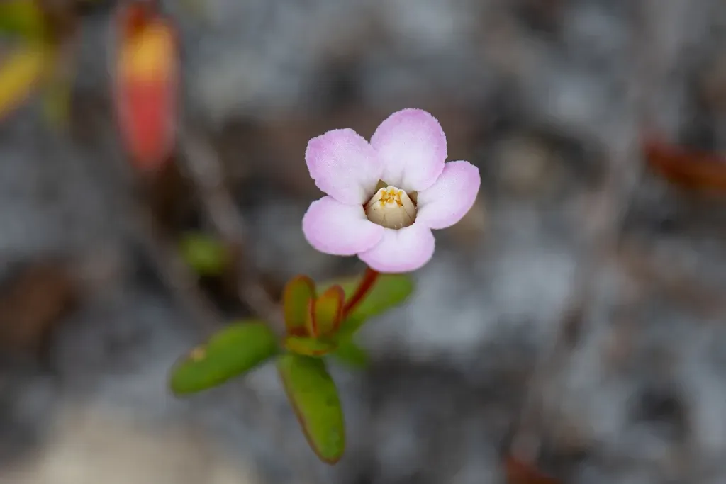 Rinzia Schollerifolia