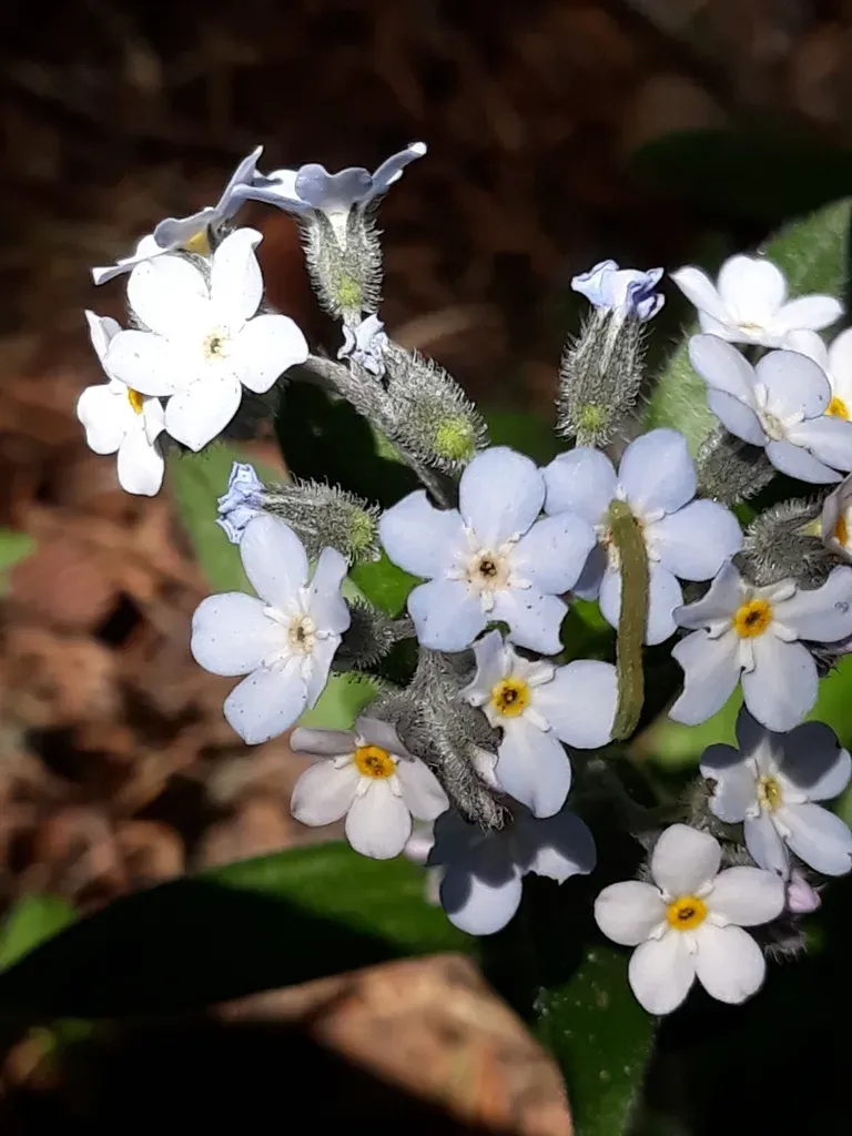 Myosotis Speciosa