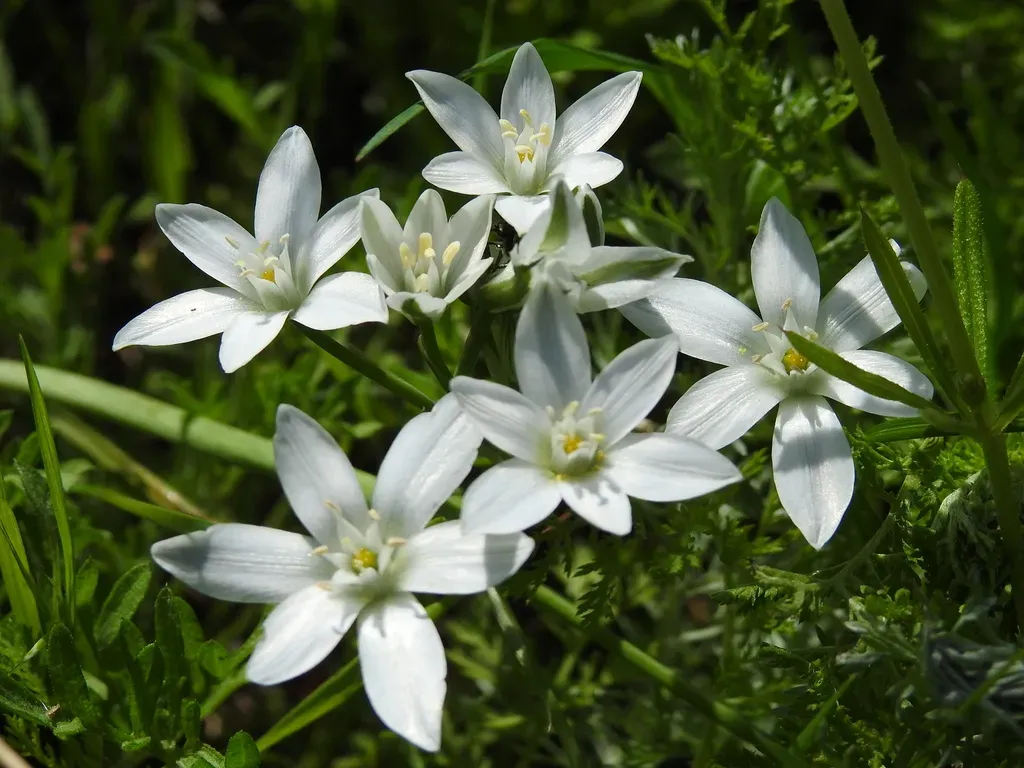Star Of Bethlehem