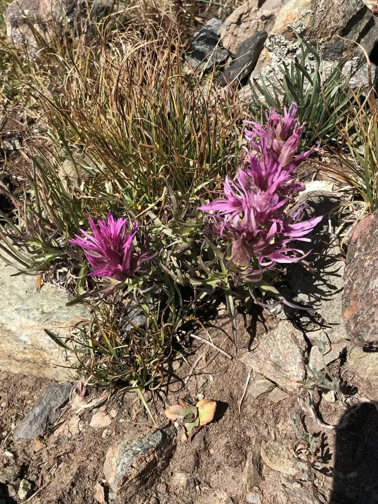 Hayden's Indian Paintbrush