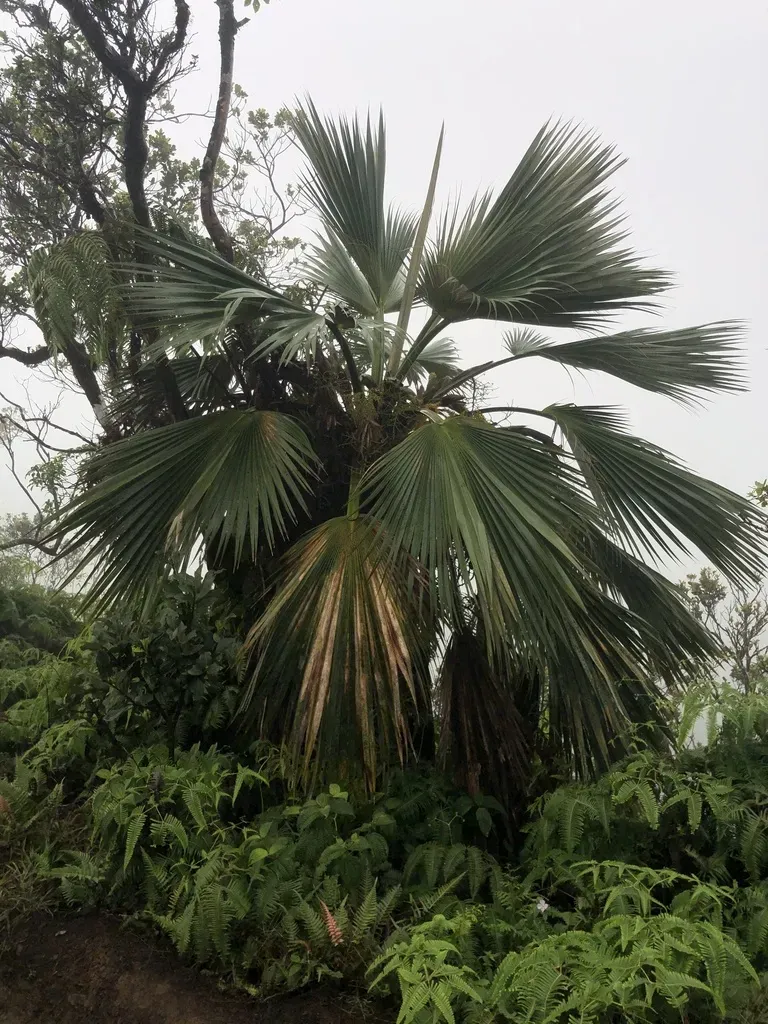 Koʻolau Range Pritchardia