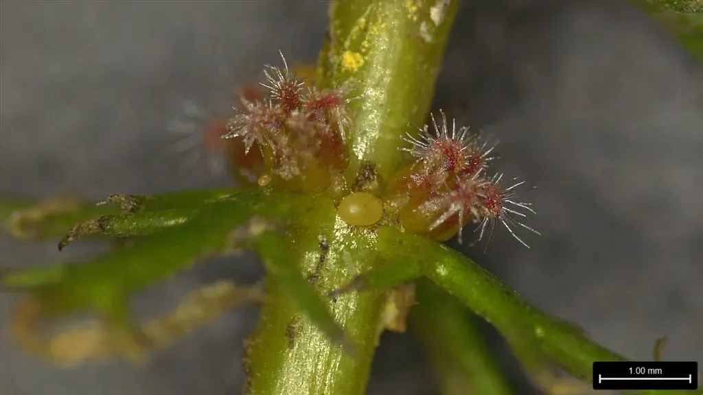 Cutleaf Water-milfoil