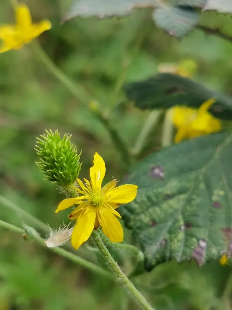 Ranunculus Cicutarius