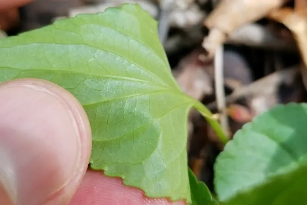 Viola × Filicetorum