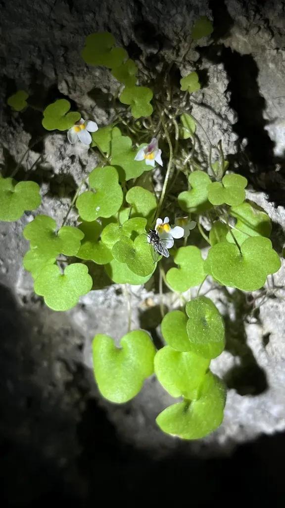 Lance-leaved Cancerwort