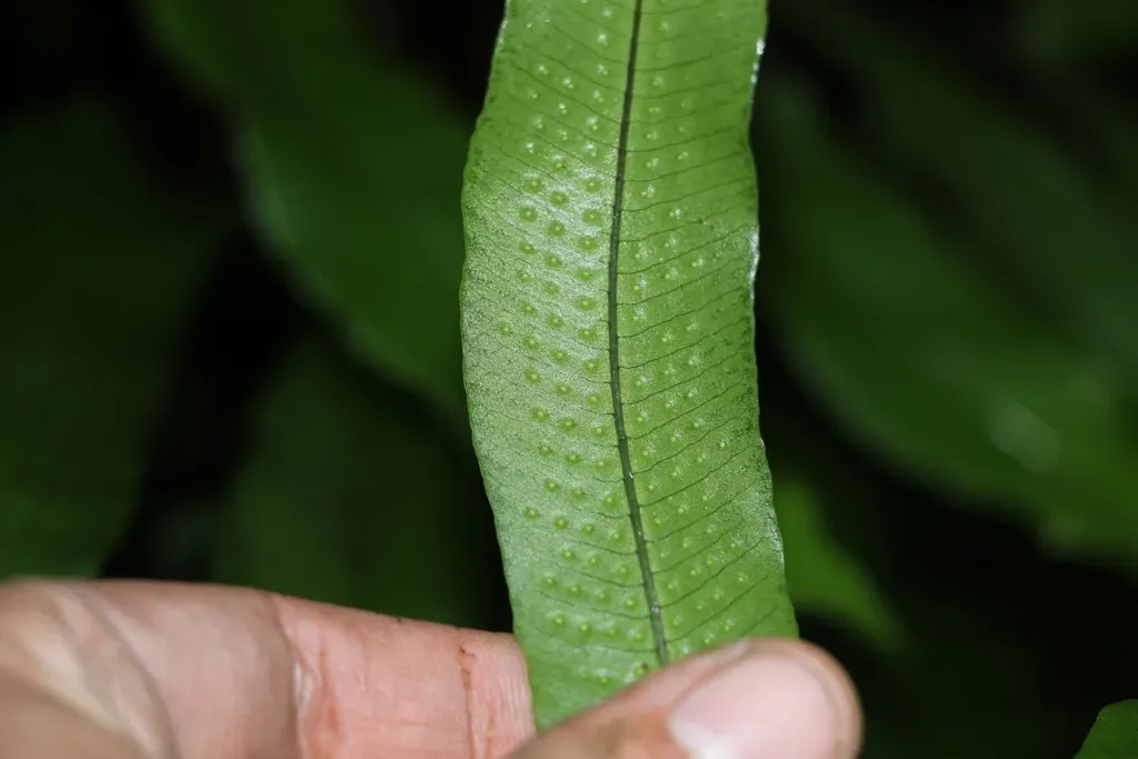 Serpocaulon Caceresii