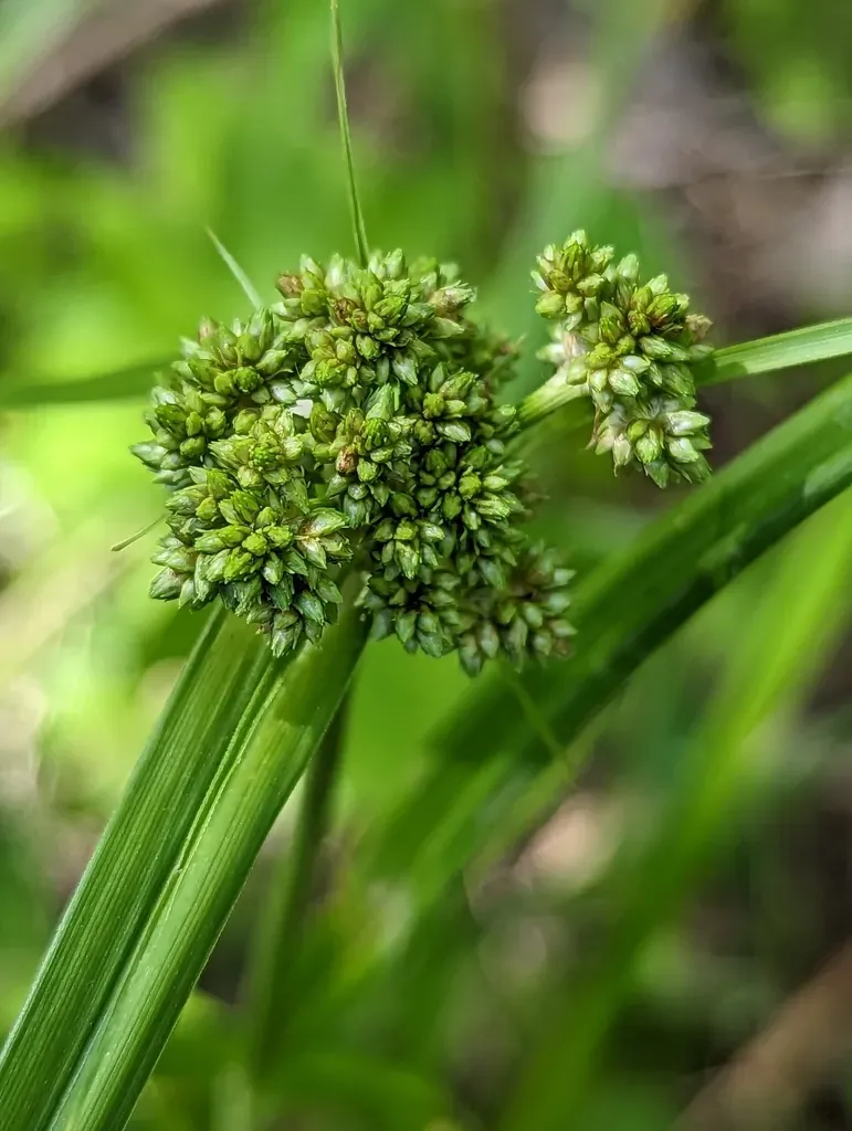 Georgia Bulrush