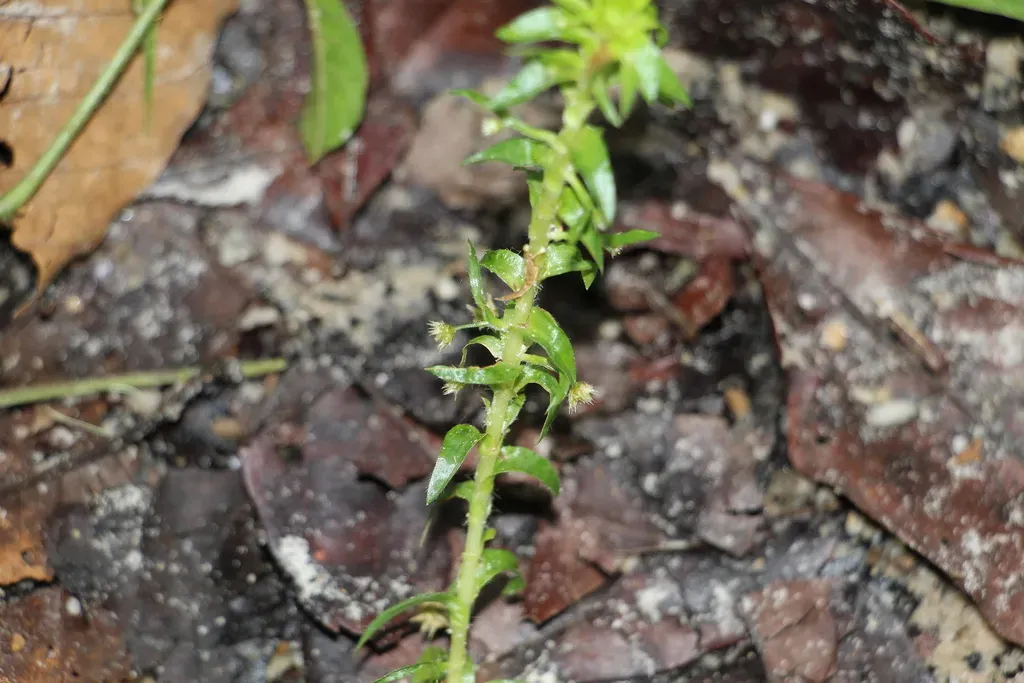 Paepalanthus Fluviatilis