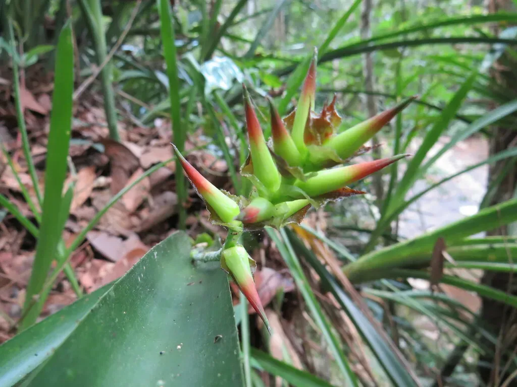 Quesnelia Augustocoburgi