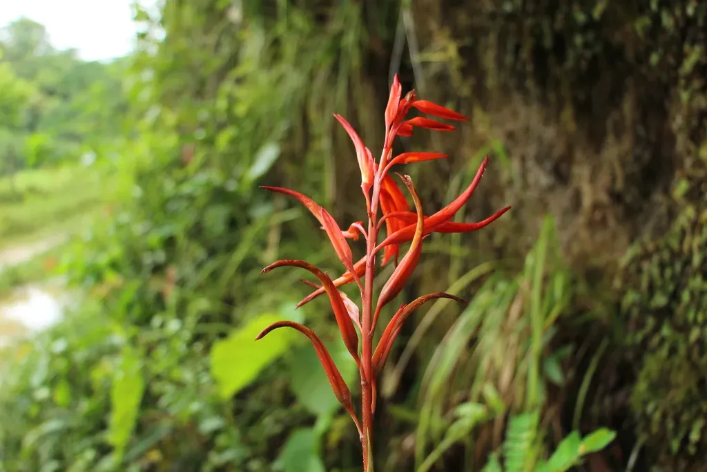 Pitcairnia Macarenensis