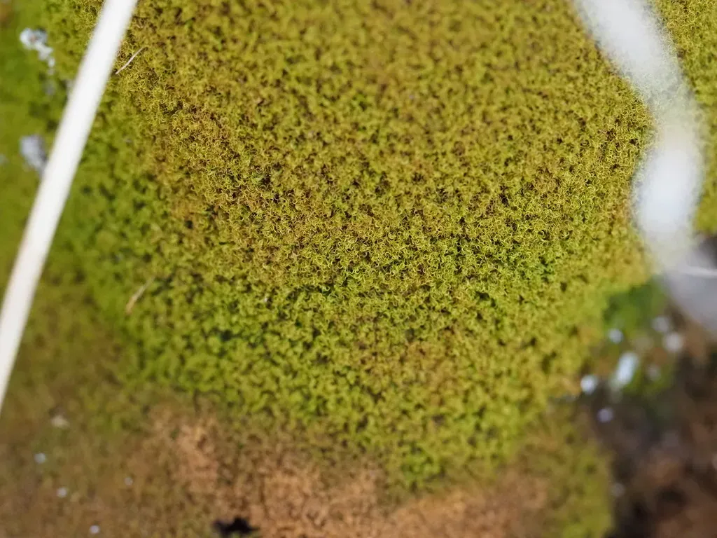 Amphidium Californicum