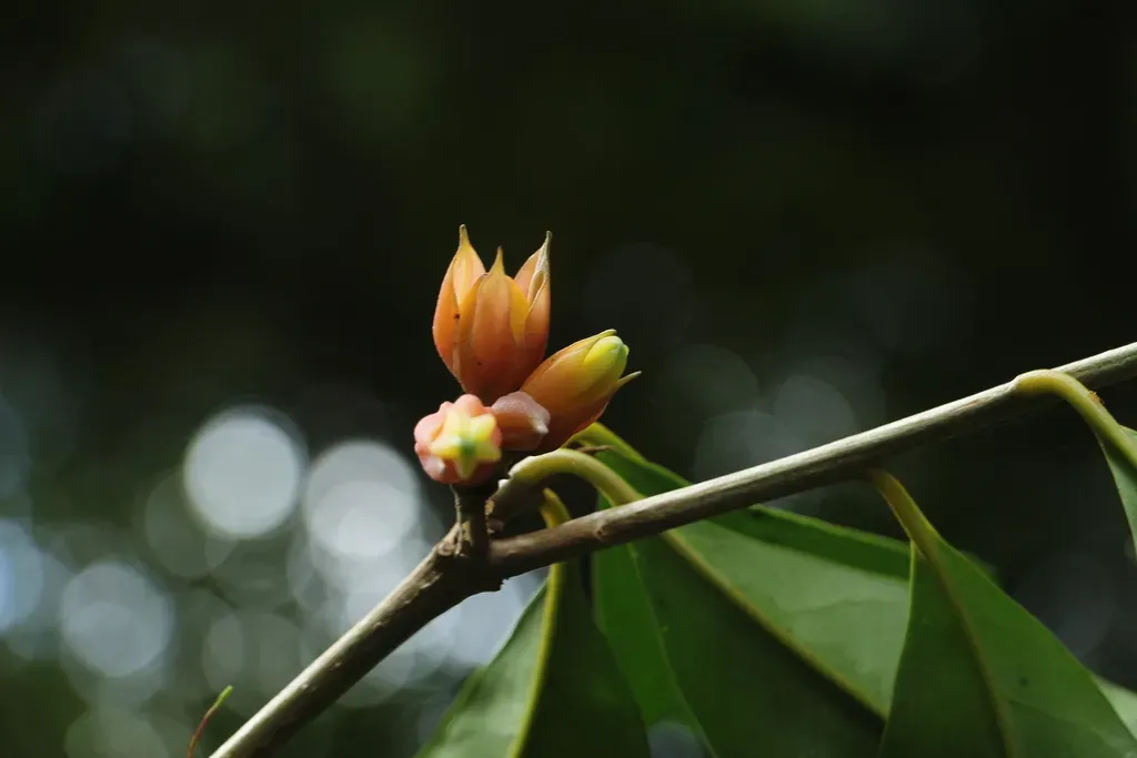 Hawkesiophyton Ochraceum