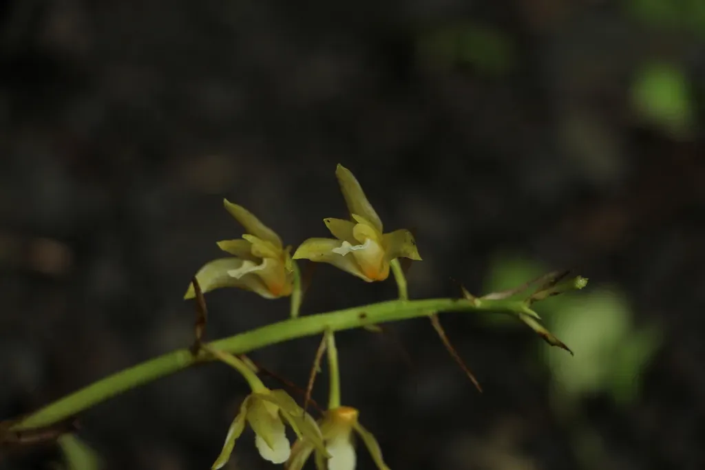 Xylobium Pallidiflorum