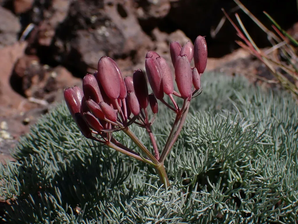 Hoover's Desert-parsley