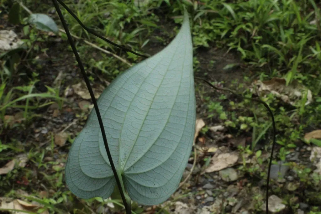 Dioscorea Choriandra
