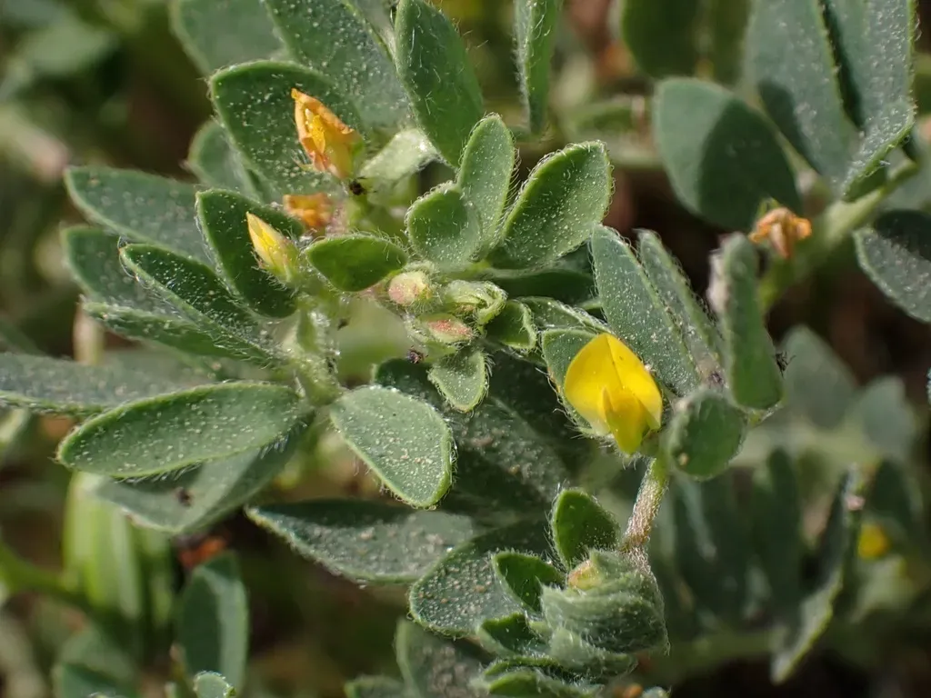 Chilean Bird's-foot Trefoil