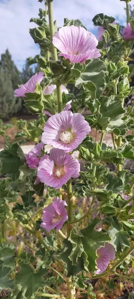 Malva Lusitanica