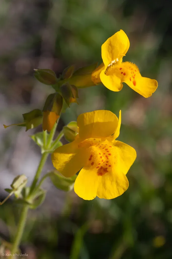 Seep Monkeyflower
