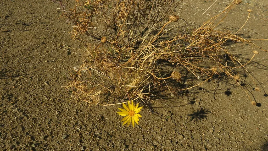 Grindelia Anethifolia
