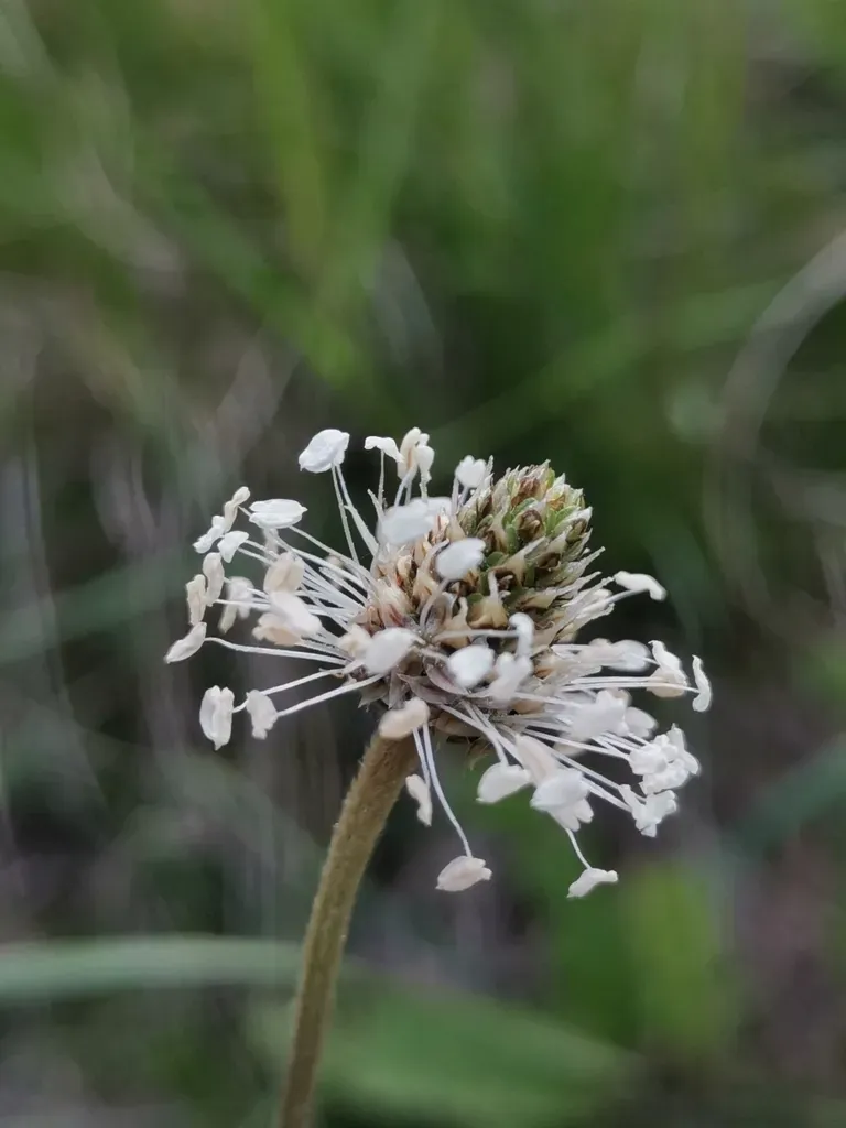 Plantago Argentea