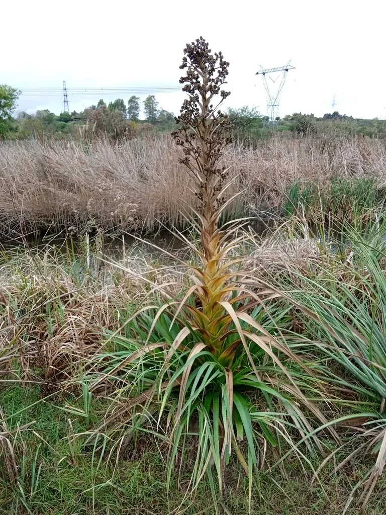 Eryngium Eburneum