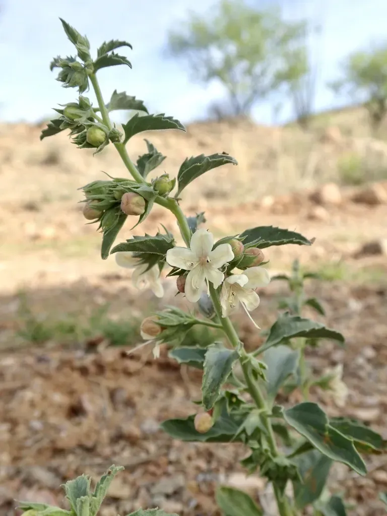 Coulter's Wrinklefruit
