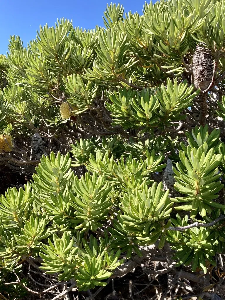 Banksia Verticillata