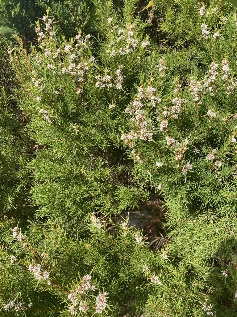 Taxandria Angustifolia