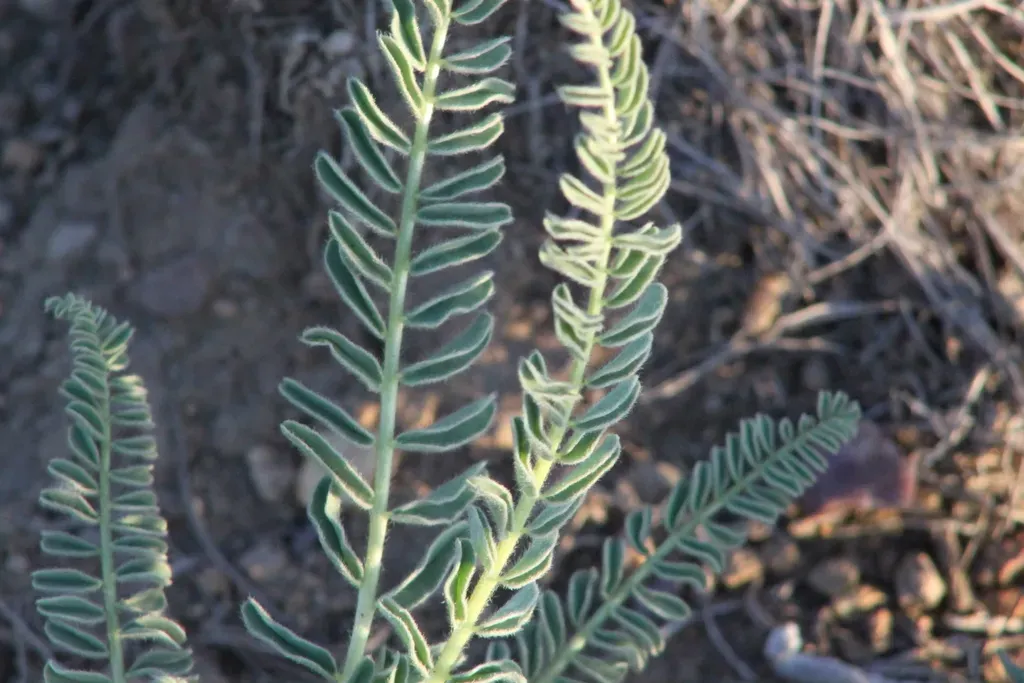 Astragalus Buchtormensis