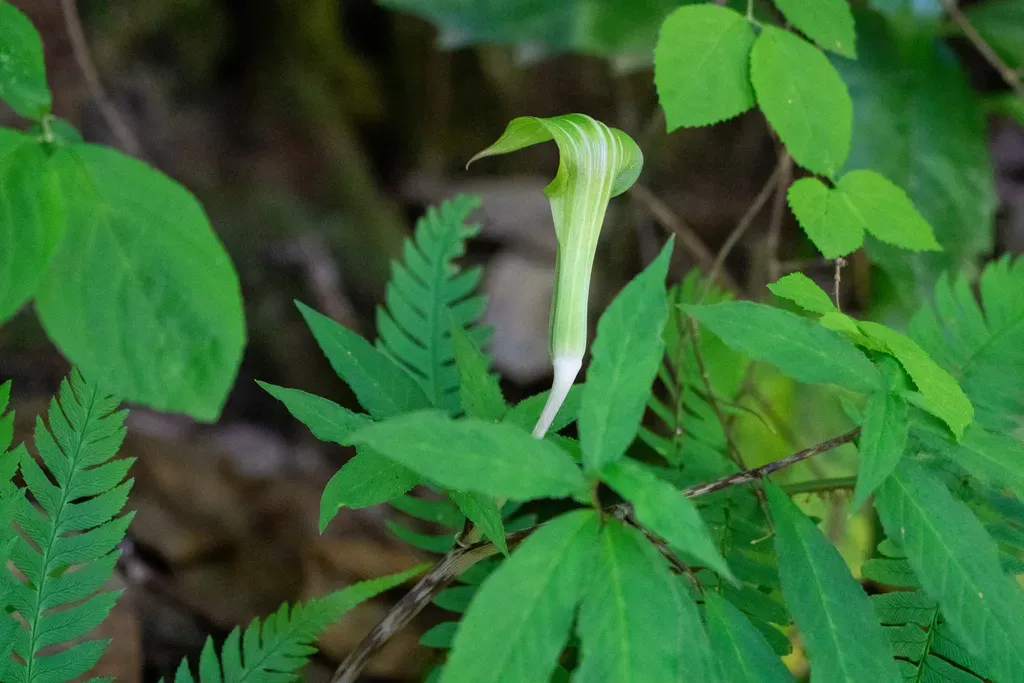 Arisaema Angustatum