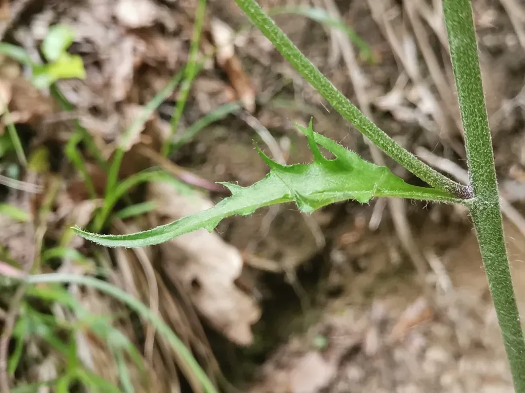 Diaphanous Hawkweed