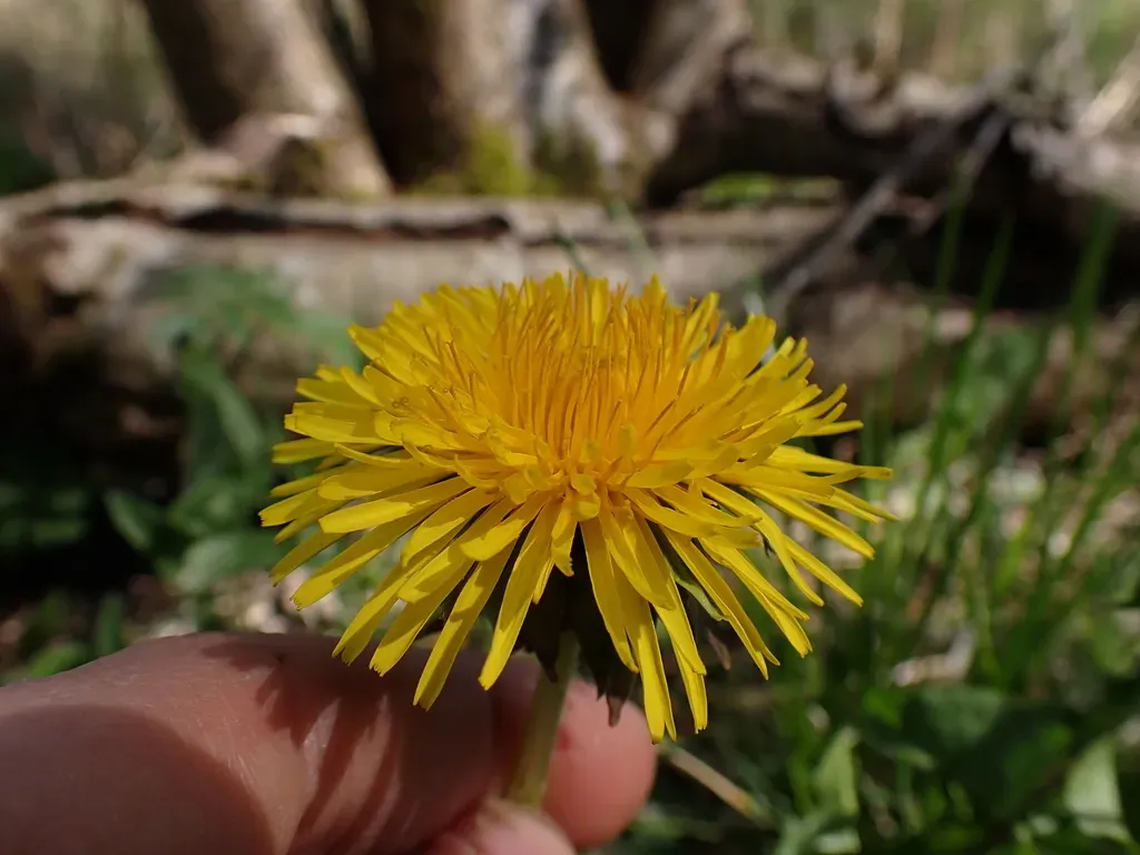 Pectinate-leaved Dandelion
