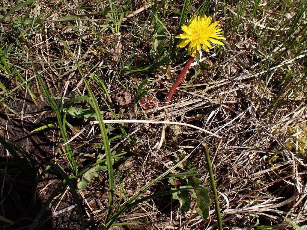 Faeroes Dandelion