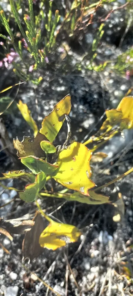 Uneven Marshpennywort