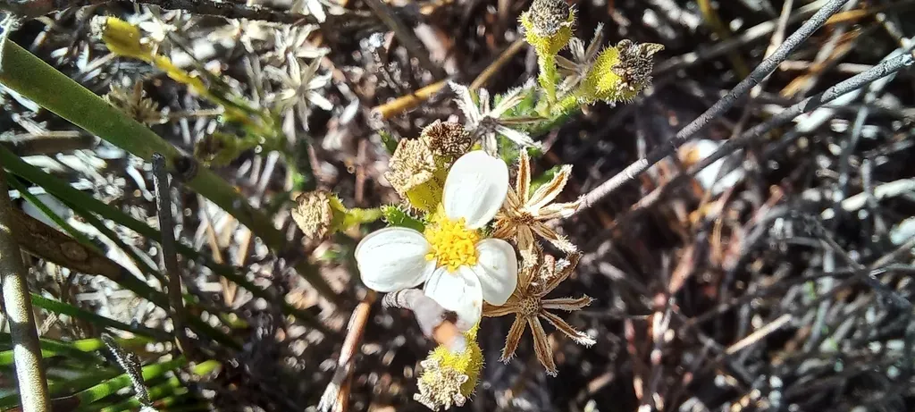 Multiflower Plumeseed