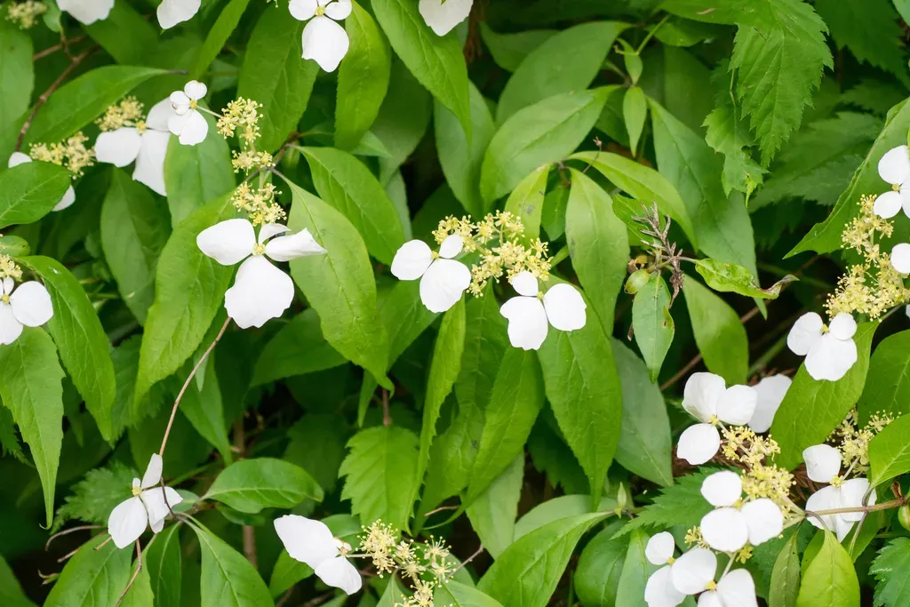 Hydrangea Scandens