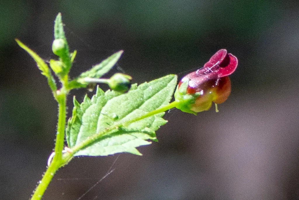 Scrophularia Musashiensis